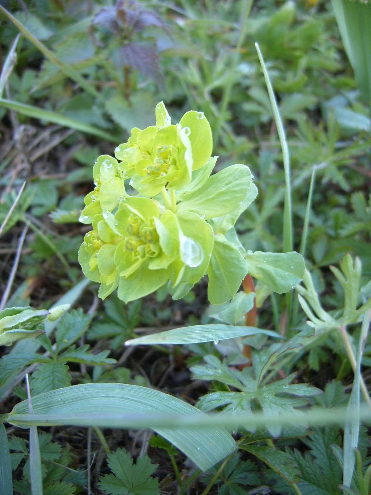 Euforbia con fusticino rossastro... Euphorbia helioscopia